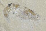 Two Cretaceous Fossil Shrimp - Lebanon #107654-3